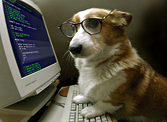 At least I have my corgi. (Photo credit: http://www.dignited.com/wp-content/uploads/2014/05/I-heard-hes-good-at-coding-l.jpg)